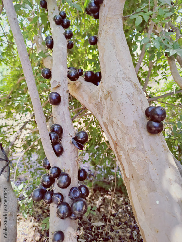 Jabuticaba or Jabuticaba tree, Plinia cauliflora, the Brazilian grapetree (Myrtaceae). Black sweet fruits grows on a tree. Fruit orchard. Gardering. Agriculture. Harvesting