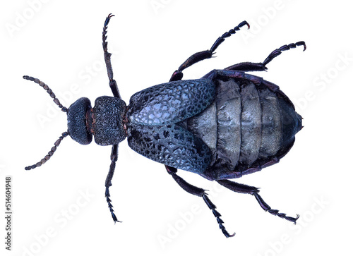 Common oil beetle or blister beetle, Meloe cavensis (Coleoptera: Meloidae) isola Fototapet
