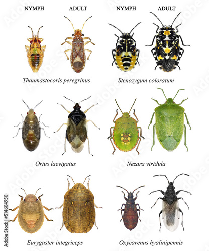 Bug species of Mediterranean Region (Insects of the order Hemiptera). Development stages. Nymph and adult. Isolated on a white background photo