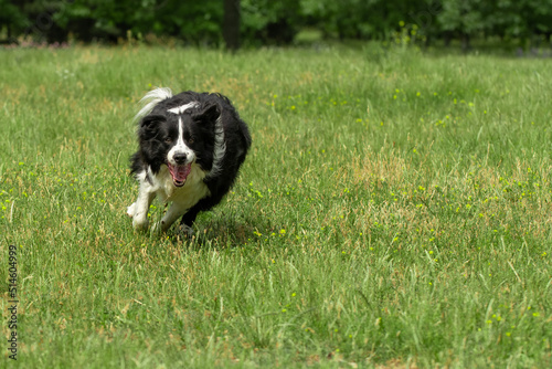 Border collie biega po łące 