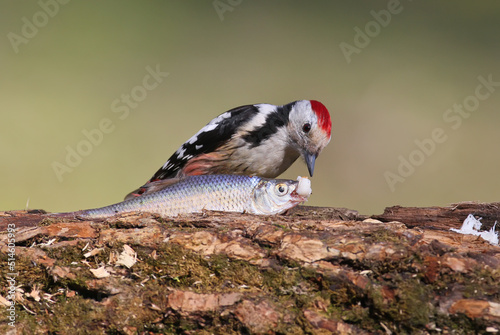 Unusual and funny portrait of middle spoted woodpecker with fish. photo