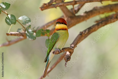 The chestnut-headed bee-eater photo