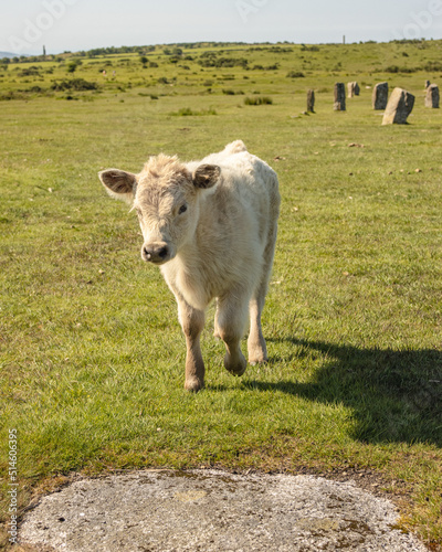 Foto Calf on the Moor at the Hurlers Minions Bodmin Moor