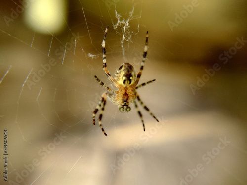 Garden spider close-up sitting on a web