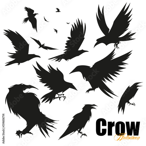 Set of black raven bird in different poses cartoon crow design flat vector animal illustration isolated on white background. Vector illustration