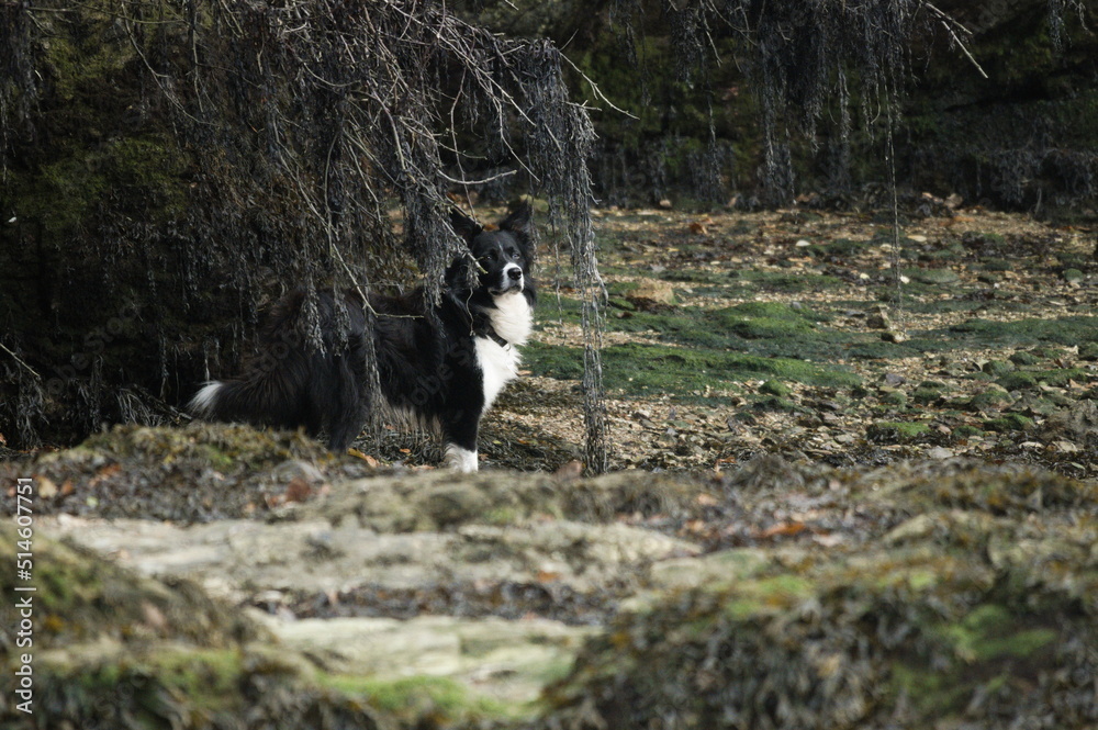 black and white dog