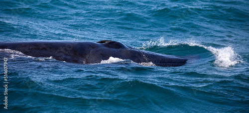 Southern whale swimming in the Atlantic Ocean near the coastline of the Fynbos coast, near Gansbaai in southern South Africa, an ideal place for whale watching.