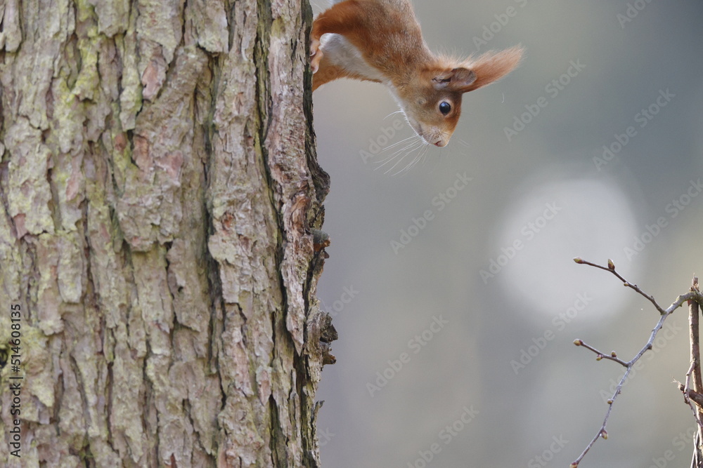 Eichhörnchen klettert mit aufgestellten Ohren einen Baum herunter