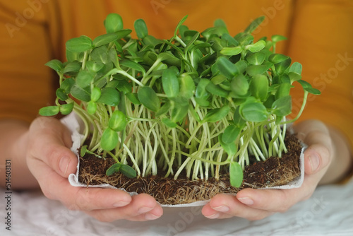 microgreen sunflower sprouts in female hands Raw sprouts, microgreens, healthy eating concept home gardening