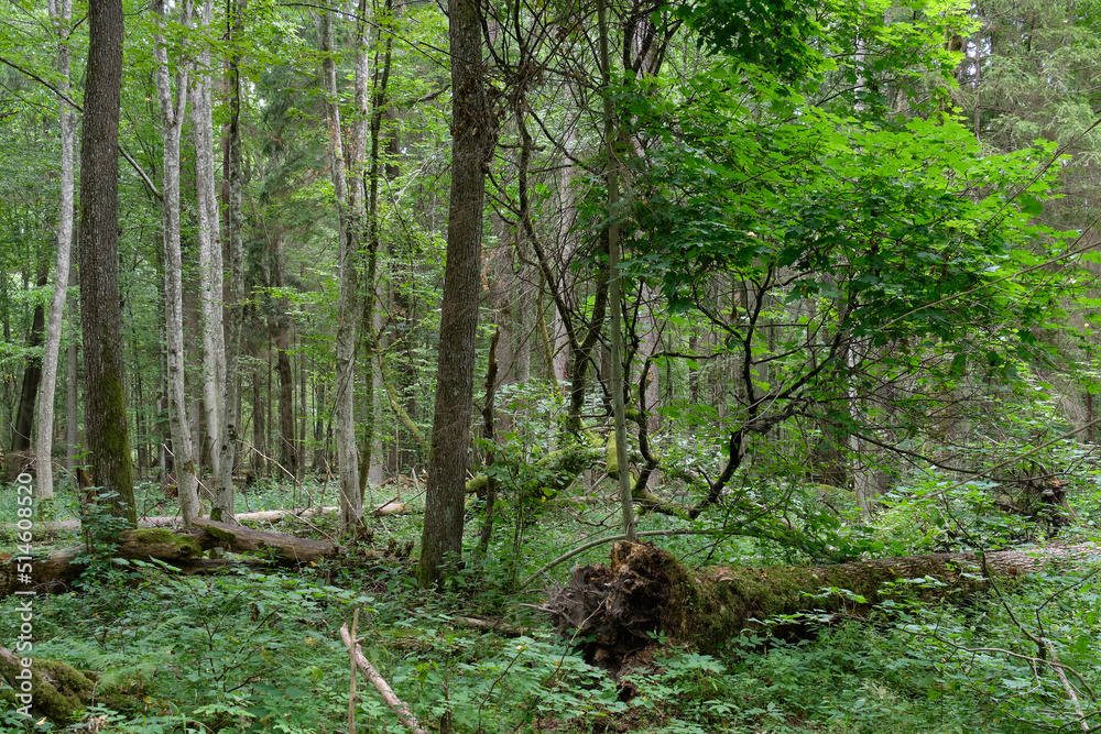 Fototapeta premium Old Alder tree and old hornbeams