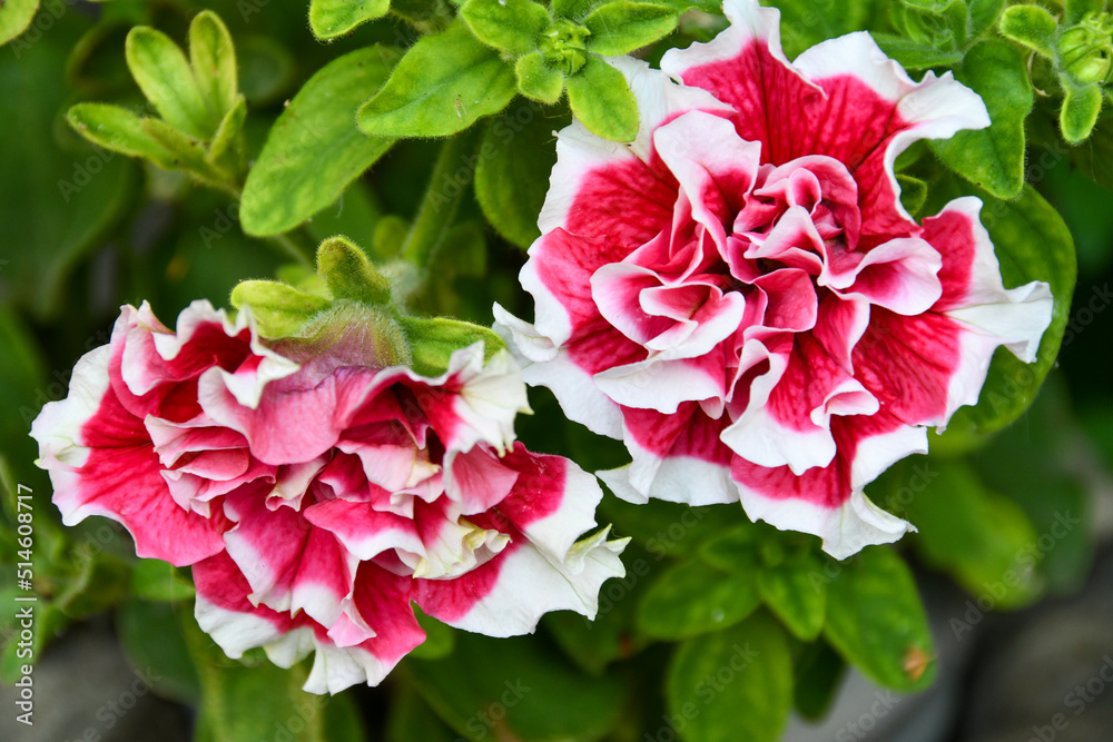 red flowers in the garden near the house
red flowers in the garden near the house