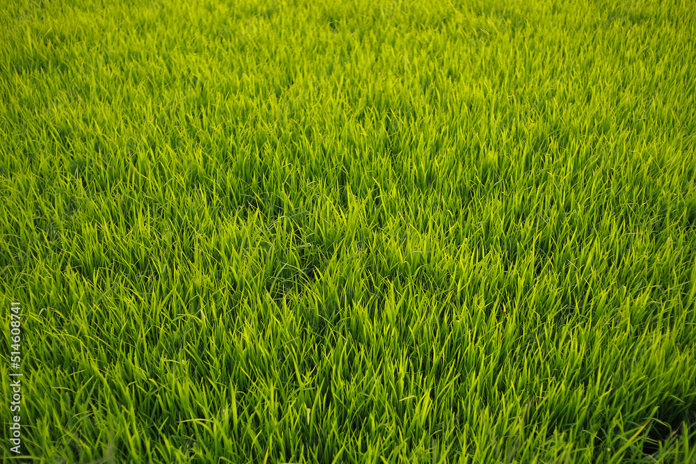 Not focus and noise images, Green grass background. Rural in countryside. Sunny summer day. Green field of grass Not focus and noise images, Green grass background. Rural in countryside. Sunny summer day. Green field of grass