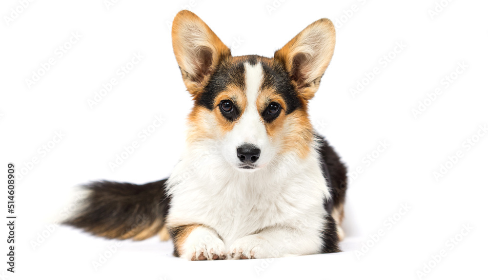 corgi dog lies on a white background corgi dog lies on a white background