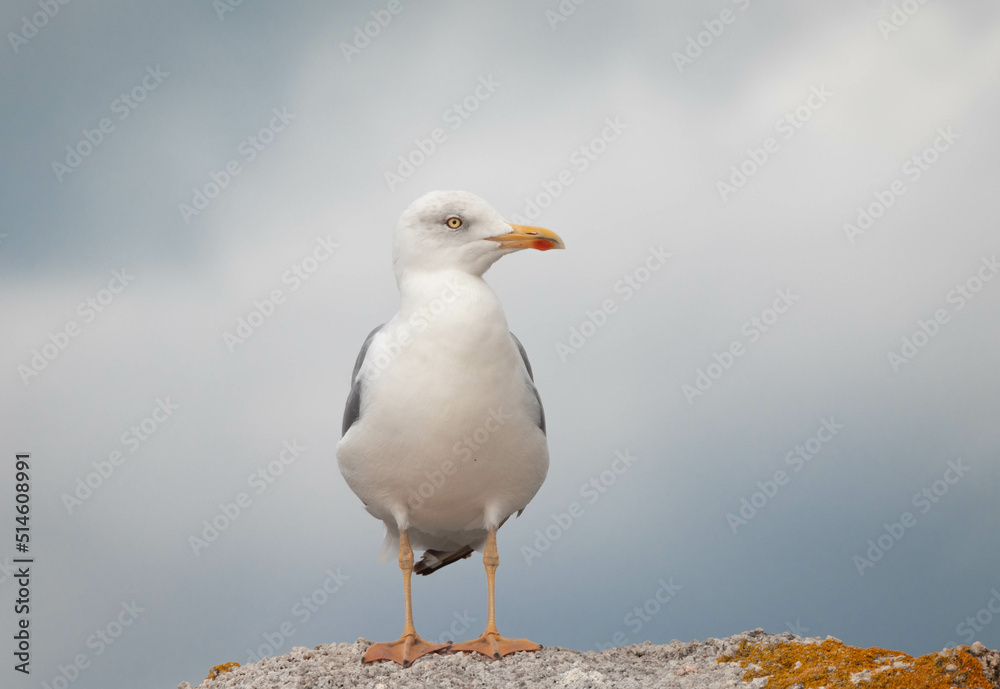 seagull on a rock