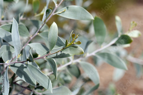 Silver and gold foliage of the Australian native Myall wattle Acacia binervia Sterling Silver cultivar, family Fabaceae. Small tree with a mounding growth habit. Spring flowering. Drought tolerant