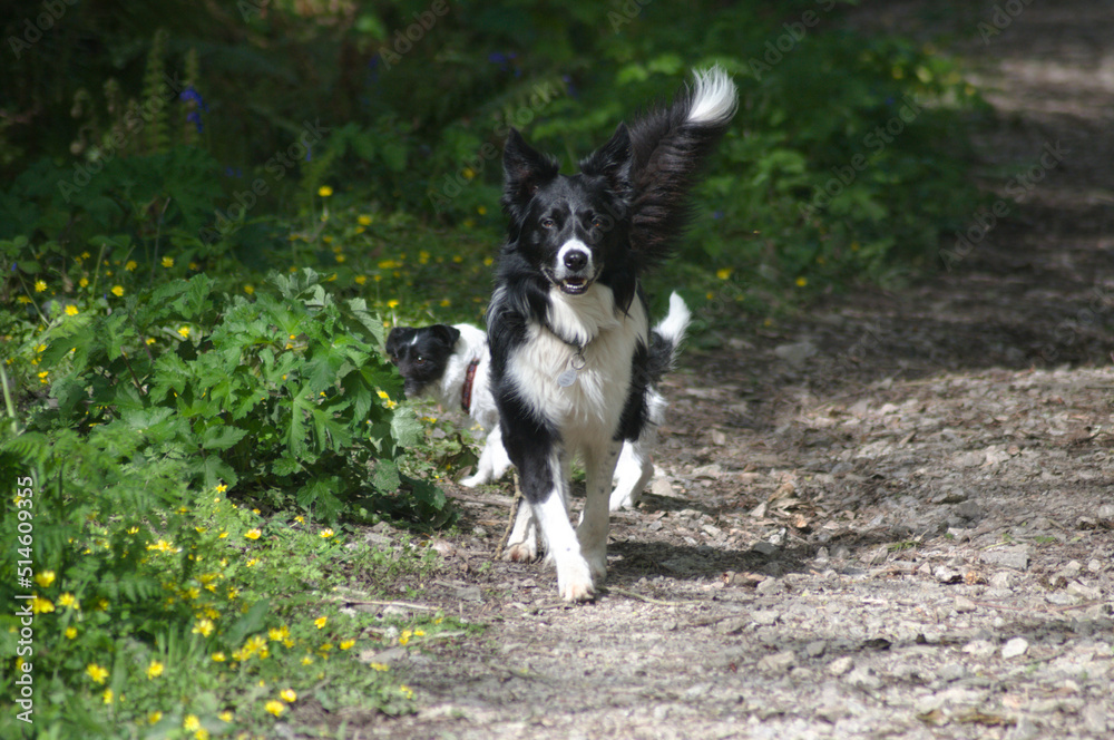 border collie dog with a jack russel