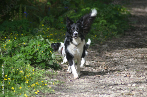 border collie dog with a jack russel