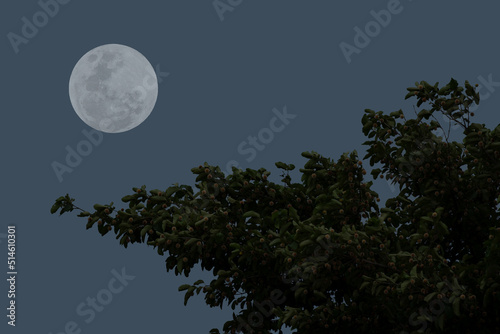 Full moon on sky with tree branch silhouette in the night. © Onkamon