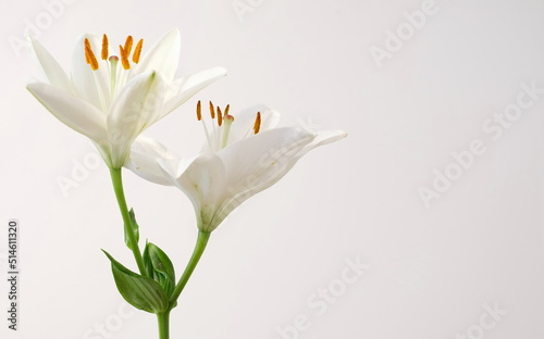 White Lilly