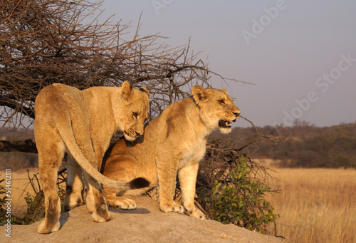 orange picture of two lionesses on a stone surrounded by savannah