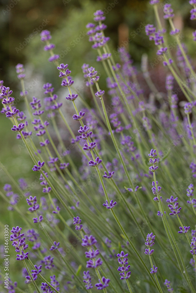 Obraz premium lavender field in region
