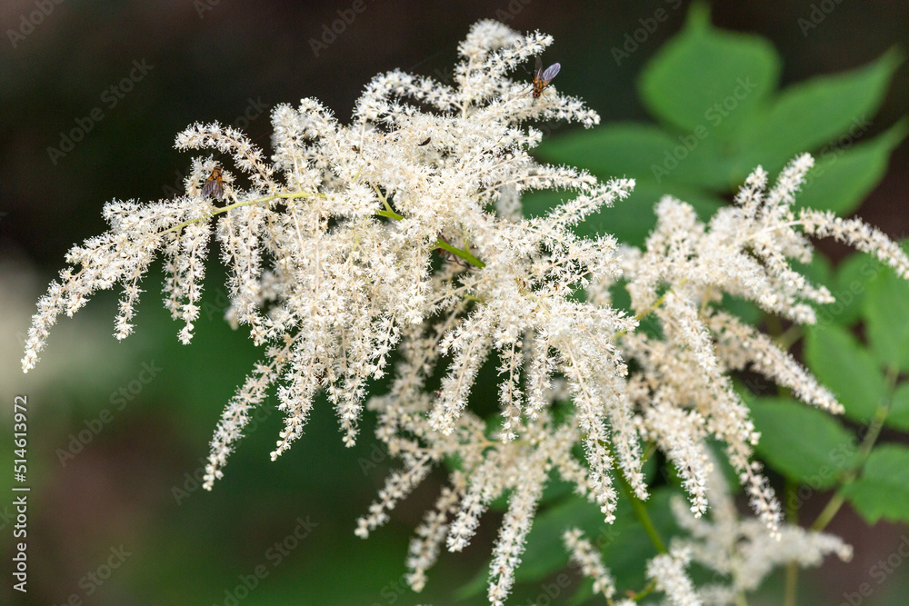 Macrophotographie de fleur sauvage - Barbe de bouc - Aruncus dioicus Macrophotographie de fleur sauvage - Barbe de bouc - Aruncus dioicus