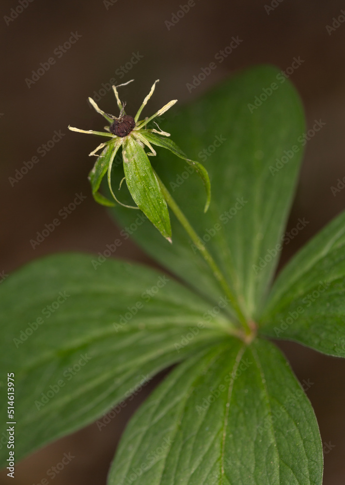 Macrophotographie de fleur sauvage - Parisette à quatre feuilles - Paris quadrifolia Macrophotographie de fleur sauvage - Parisette à quatre feuilles - Paris quadrifolia