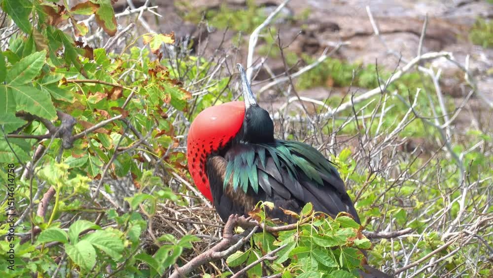 Frigate birds in the Galapagos island in Ecuador in South America. The ...
