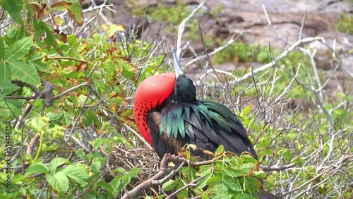 Frigate birds in the Galapagos island in Ecuador in South America. The males inflate red gular pouch during the breeding season to attract females. Shot in the Genovesa island photo