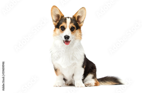 dog looking up on white background