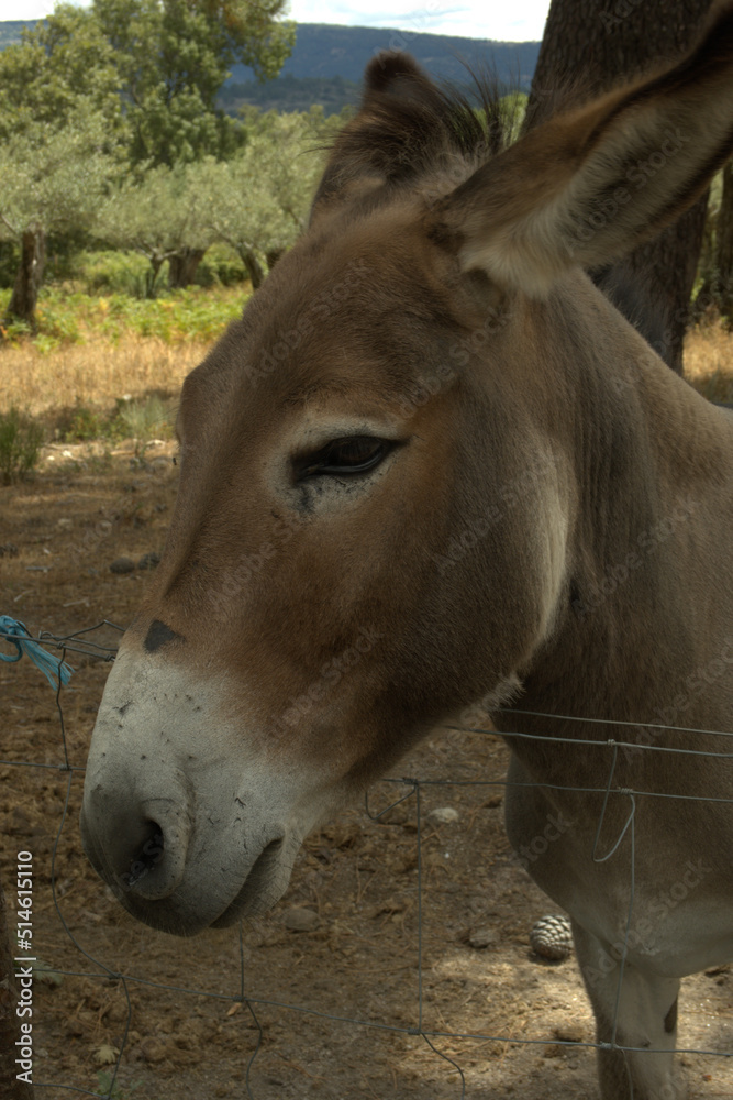 Fototapeta premium portrait of a donkey