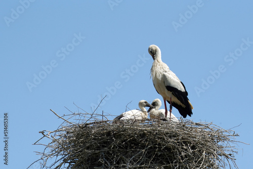Eltern Storch mit zwei Jungtieren