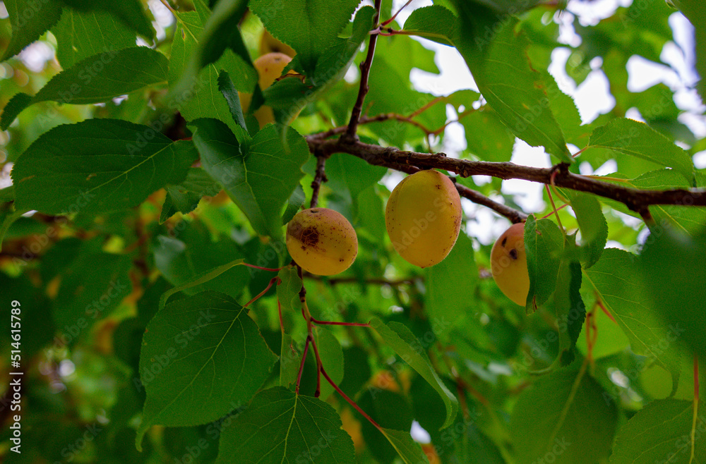 pears on tree