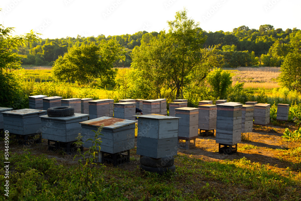 A beekeeper harvests flower pollen. Caring for bee hives. A beekeeper harvests flower pollen. Caring for bee hives.