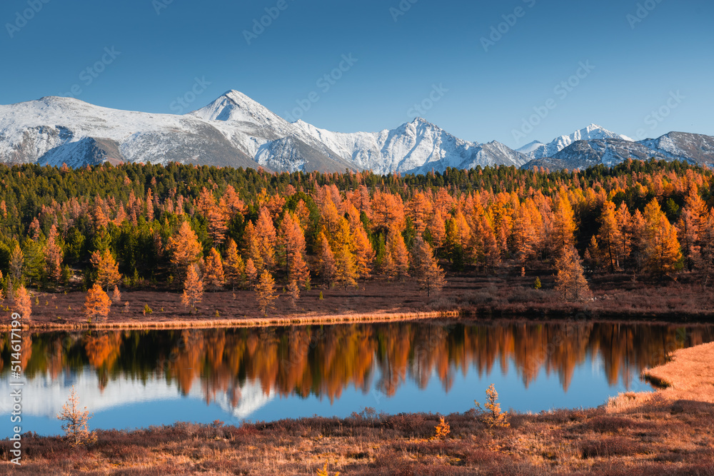 Beautiful lake in autumn Altai mountains, Siberia, Russia. Snow-covered mountain peaks and yellow autumn forest. Beautiful autumn landscape.