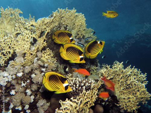 A group of Red Sea raccoon butterflyfish Chaetodon fasciatus at a coral reef cleaning station photo