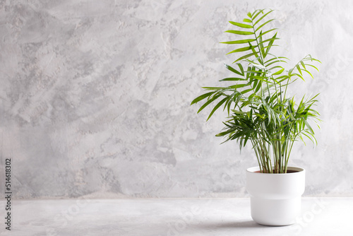 Small modern flower pot with Areca palm on the grey stone background minimalistic interior design