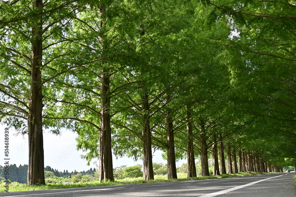 Obraz premium メタセコイヤ並木