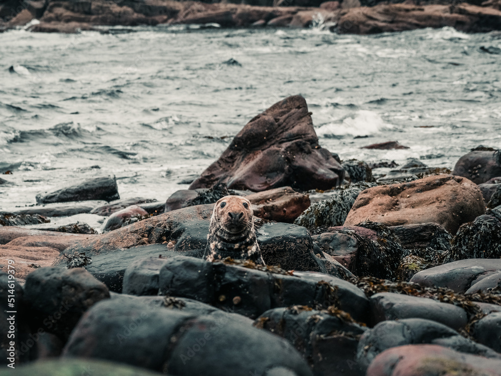 Fototapeta premium seal on the rocks, Scotland