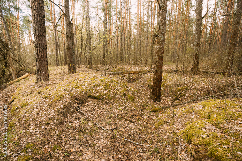 Fototapeta premium Old Abandoned World War II Trenches In Forest Since Second World War In Belarus. Early Spring or Autumn Season.