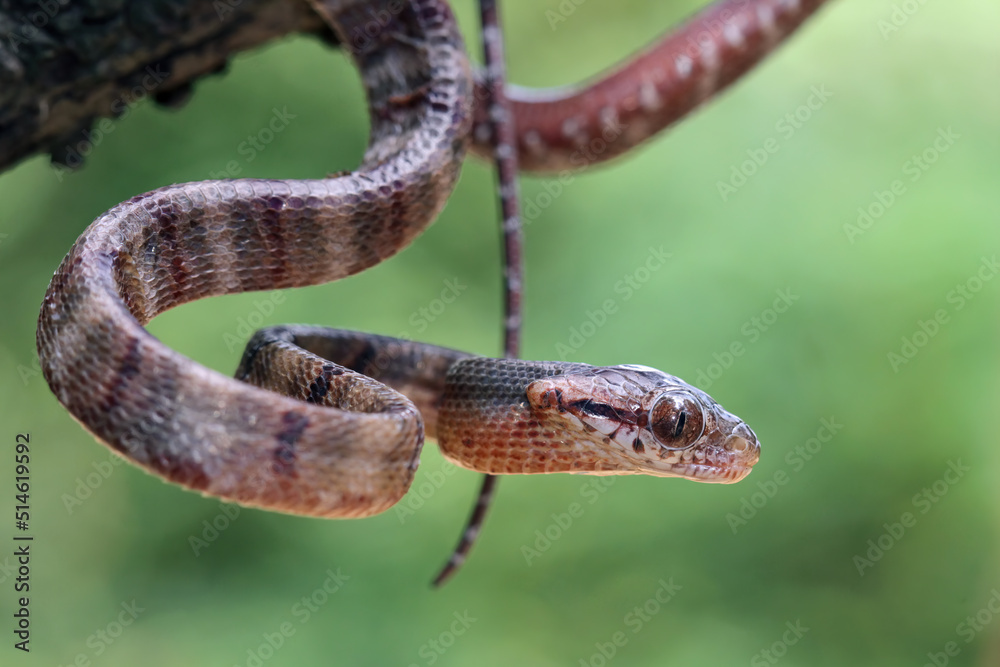 Fototapeta premium Baby boiga cynodon snake, colubrid snake endemic to asia