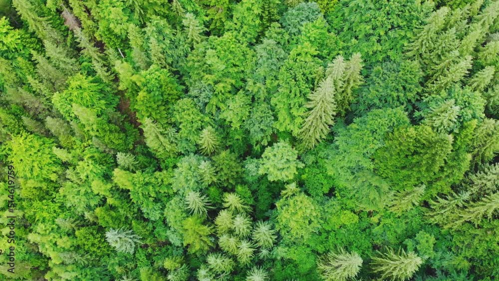 Aerial drone view. Top flight over pine tree forest in sunny day. Mountain range in background. Nature, travel, holidays. Carpathians, Ukraine, Europe. Aerial drone view. Top flight over pine tree forest in sunny day. Mountain range in background. Nature, travel, holidays. Carpathians, Ukraine, Europe.