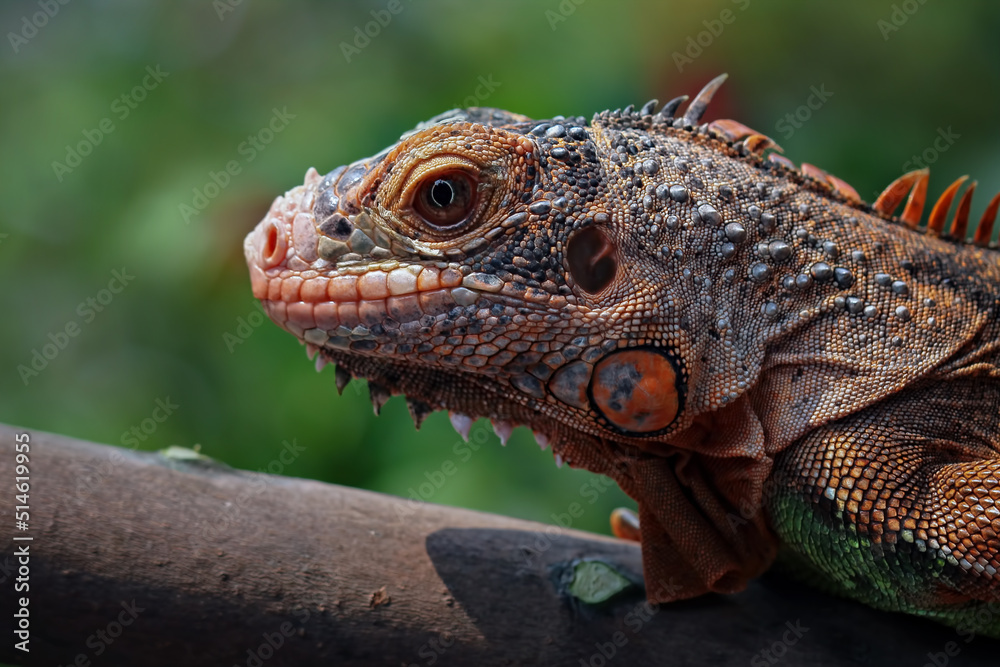 Obraz premium Red iguana head closeup, juvenile red iguana, animal close-up