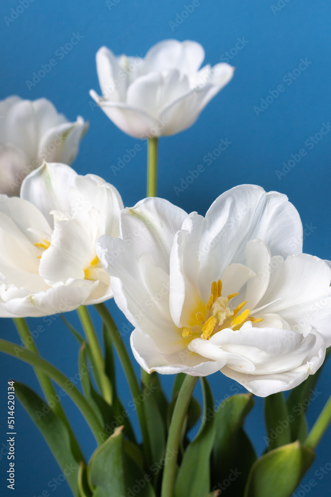big beautiful blooming white peony tulips on blue background shallow focuse big beautiful blooming white peony tulips on blue background shallow focuse