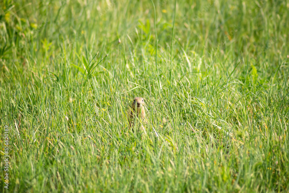 a wild little cute gopher hid in the tall grass and looks at the camera