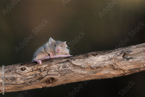 raton blanco en la rama de un arbusto