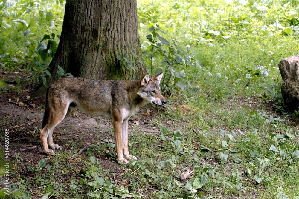 Obraz premium loup