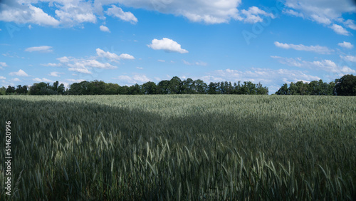 gr  nes Weizenfeld mit blauem Himmel