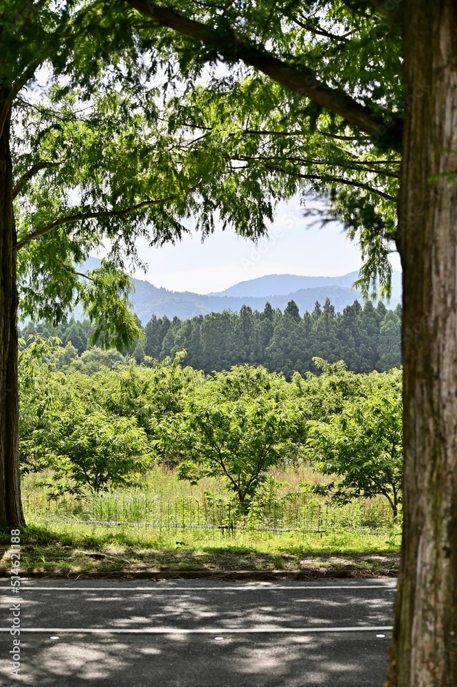 夏の山 夏の山