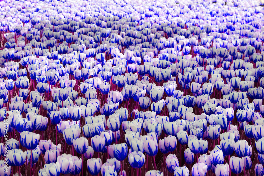 Fototapeta premium selective focus: Istanbul tulip: Tulip (Tulipa), common name of bulbous, perennial plant species grown as ornamental plants, forming the genus Tulipa from the lily family, colorful tulips 